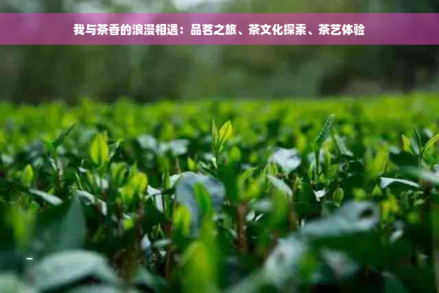 我与茶香的浪漫相遇：品茗之旅、茶文化探索、茶艺体验