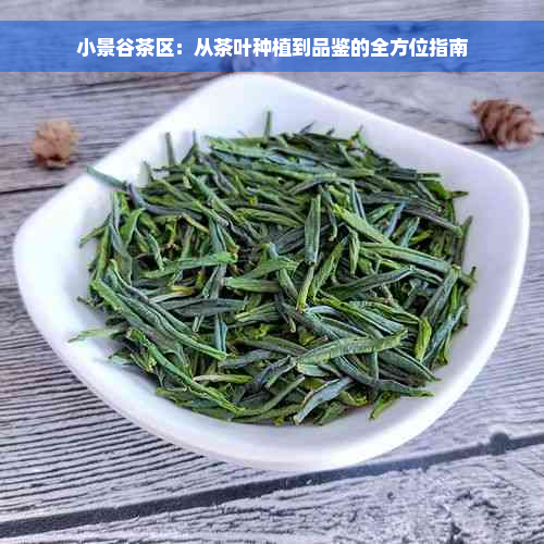 小景谷茶区：从茶叶种植到品鉴的全方位指南