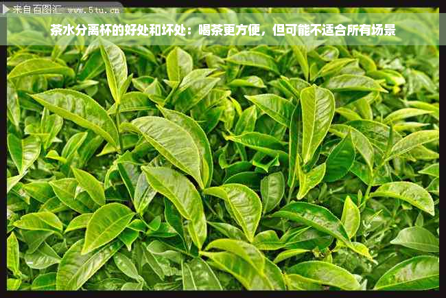 茶水分离杯的好处和坏处：喝茶更方便，但可能不适合所有场景