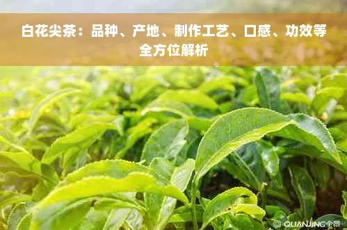 白花尖茶：品种、产地、制作工艺、口感、功效等全方位解析