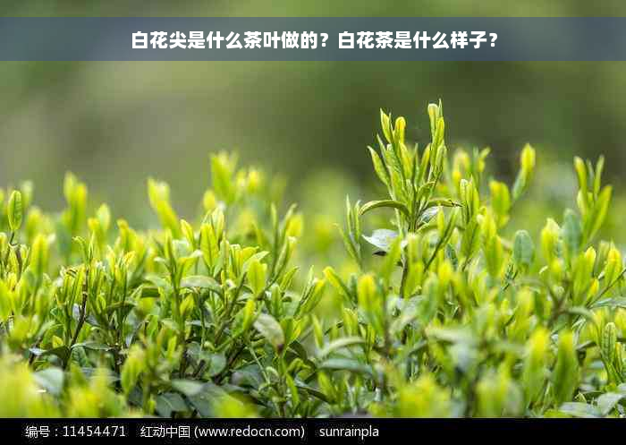 白花尖是什么茶叶做的？白花茶是什么样子？