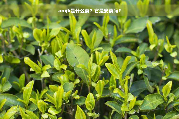 angk是什么茶？它是安茶吗？