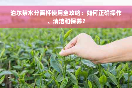 泊尔茶水分离杯使用全攻略：如何正确操作、清洁和保养？