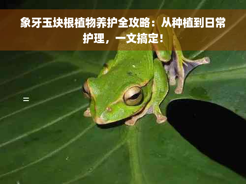 象牙玉块根植物养护全攻略：从种植到日常护理，一文搞定！