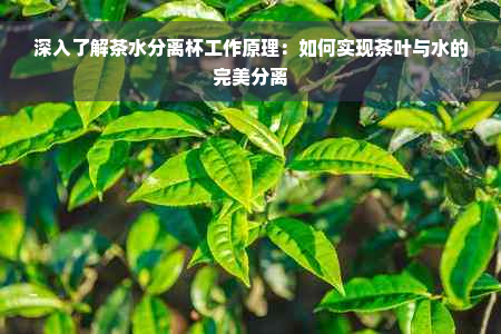 深入了解茶水分离杯工作原理：如何实现茶叶与水的完美分离