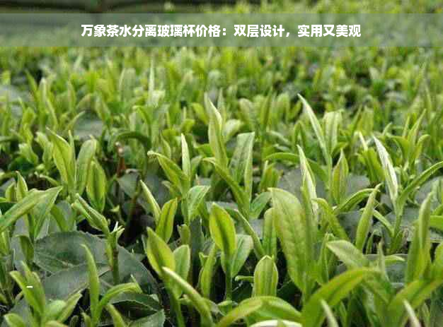 万象茶水分离玻璃杯价格：双层设计，实用又美观