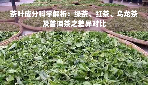 茶叶成分科学解析：绿茶、红茶、乌龙茶及普洱茶之差异对比