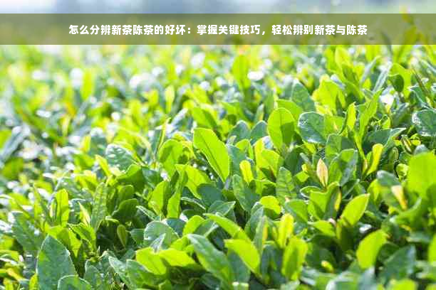 怎么分辨新茶陈茶的好坏：掌握关键技巧，轻松辨别新茶与陈茶