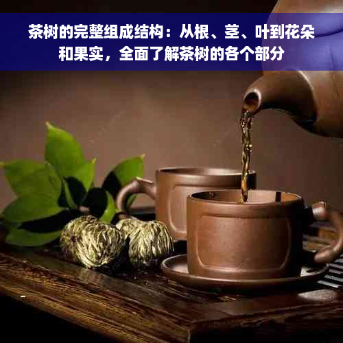 茶树的完整组成结构：从根、茎、叶到花朵和果实，全面了解茶树的各个部分