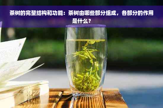 茶树的完整结构和功能：茶树由哪些部分组成，各部分的作用是什么？