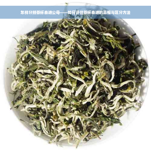 怎样分辨茶杯泰迪公母——如何评估茶杯泰迪的品相与区分方法