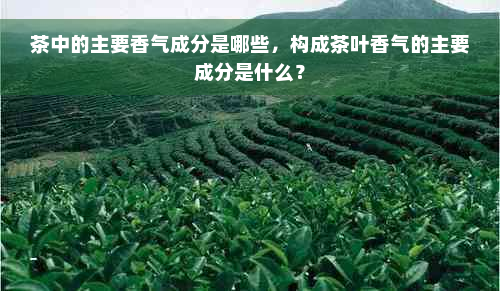 茶中的主要香气成分是哪些，构成茶叶香气的主要成分是什么？