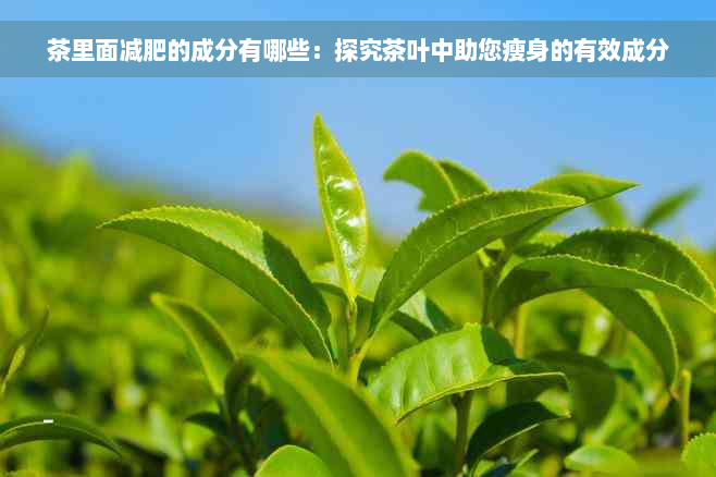 茶里面减肥的成分有哪些：探究茶叶中助您瘦身的有效成分