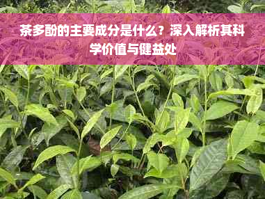 茶多酚的主要成分是什么？深入解析其科学价值与健益处