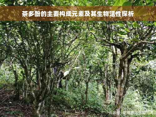 茶多酚的主要构成元素及其生物活性探析