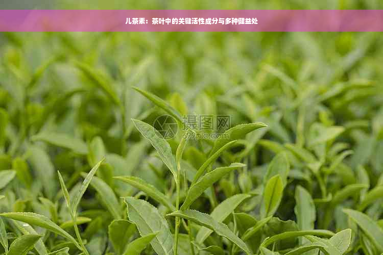 儿茶素：茶叶中的关键活性成分与多种健益处