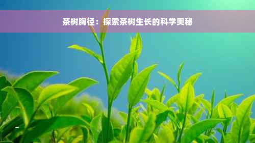 茶树胸径：探索茶树生长的科学奥秘