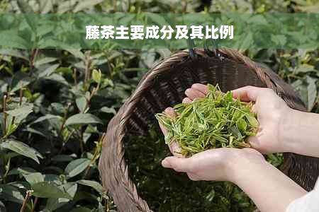 藤茶主要成分及其比例