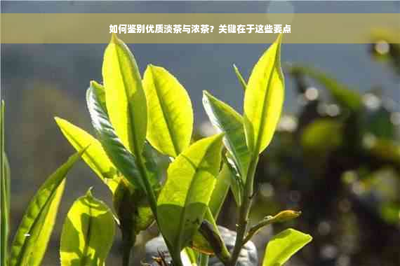 如何鉴别优质淡茶与浓茶？关键在于这些要点