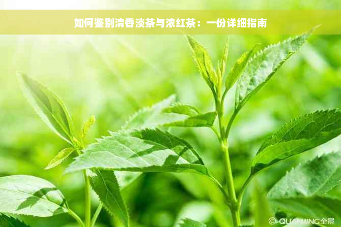 如何鉴别清香淡茶与浓红茶：一份详细指南