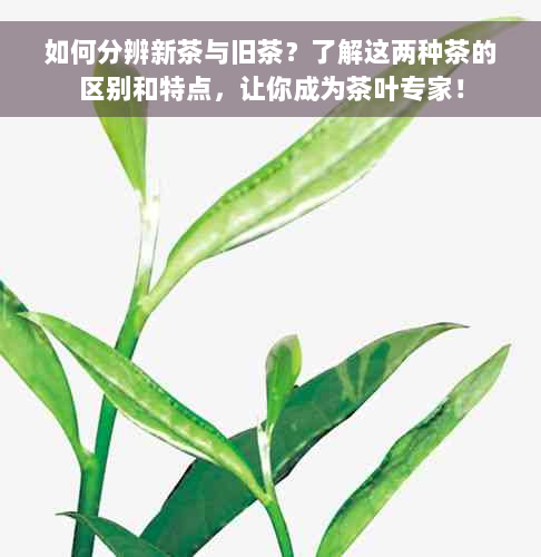 如何分辨新茶与旧茶？了解这两种茶的区别和特点，让你成为茶叶专家！