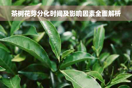 茶树花芽分化时间及影响因素全面解析