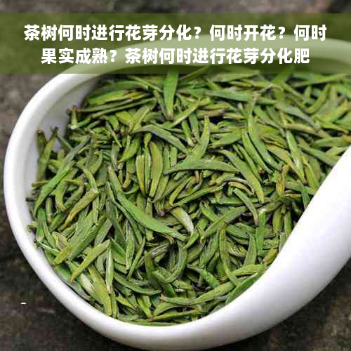 茶树何时进行花芽分化？何时开花？何时果实成熟？茶树何时进行花芽分化肥