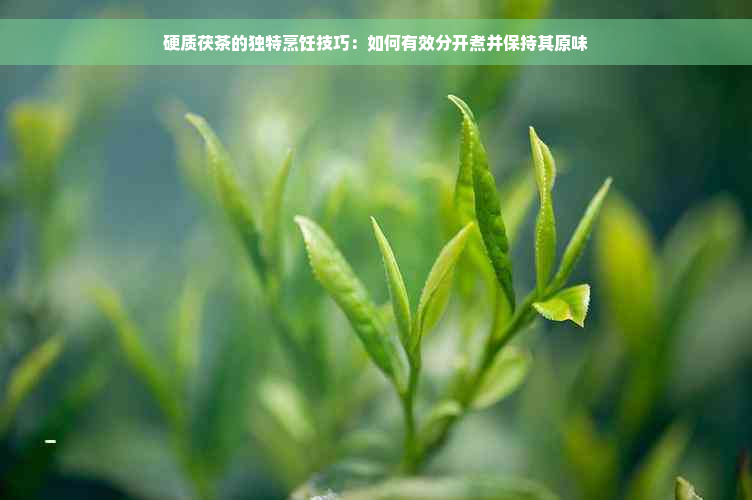 硬质茯茶的独特烹饪技巧：如何有效分开煮并保持其原味