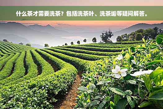 什么茶才需要洗茶？包括洗茶叶、洗茶垢等疑问解答。