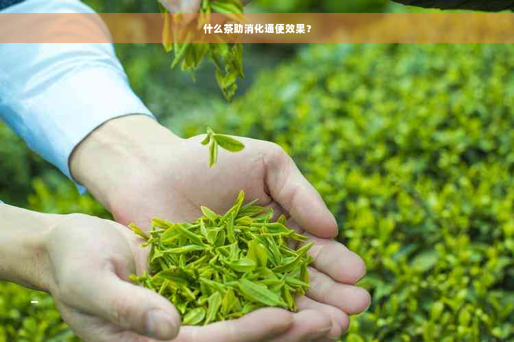 什么茶助消化通便效果？