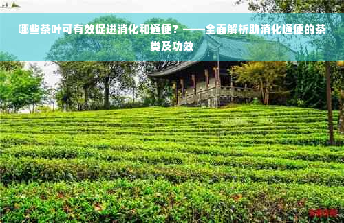 哪些茶叶可有效促进消化和通便？——全面解析助消化通便的茶类及功效