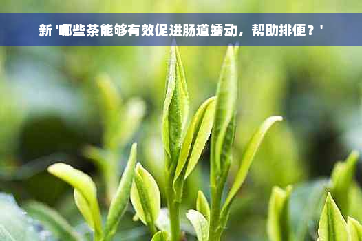 新 '哪些茶能够有效促进肠道蠕动，帮助排便？'