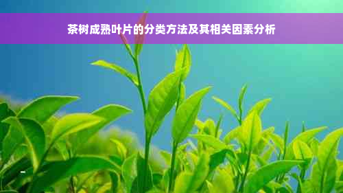 茶树成熟叶片的分类方法及其相关因素分析