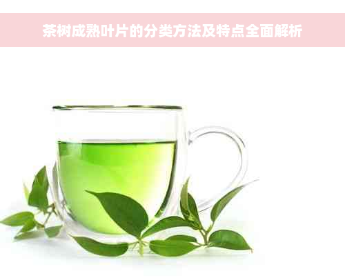 茶树成熟叶片的分类方法及特点全面解析