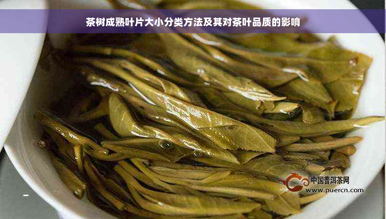 茶树成熟叶片大小分类方法及其对茶叶品质的影响