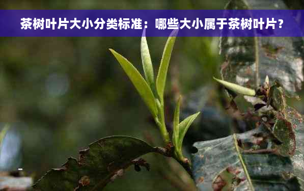 茶树叶片大小分类标准：哪些大小属于茶树叶片？