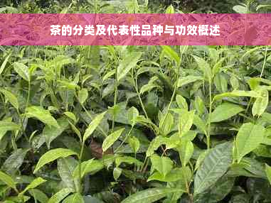 茶的分类及代表性品种与功效概述