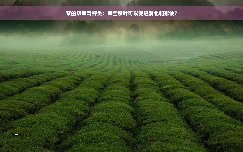 茶的功效与种类：哪些茶叶可以促进消化和排便？