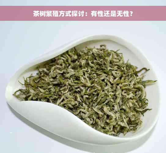 茶树繁殖方式探讨：有性还是无性？