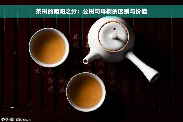 茶树的阴阳之分：公树与母树的区别与价值