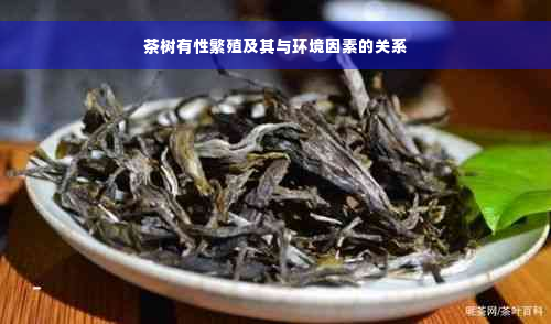 茶树有性繁殖及其与环境因素的关系