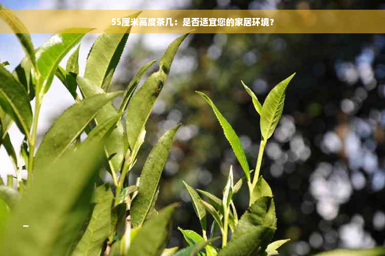 55厘米高度茶几：是否适宜您的家居环境？