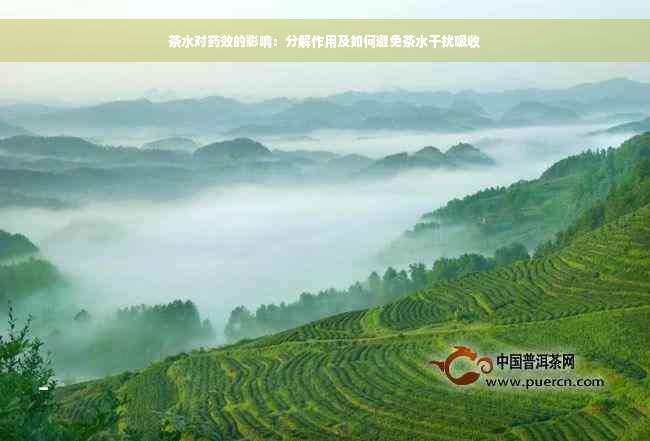 茶水对药效的影响：分解作用及如何避免茶水干扰吸收