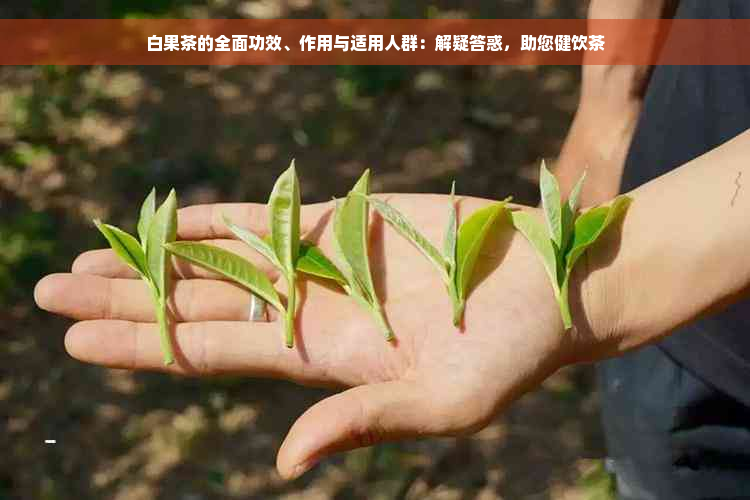 白果茶的全面功效、作用与适用人群：解疑答惑，助您健饮茶