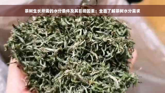 茶树生长所需的水分条件及其影响因素：全面了解茶树水分需求