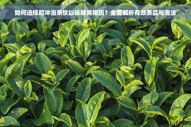 如何选择和冲泡茶饮以祛除黄褐斑？全面解析有效茶品与泡法