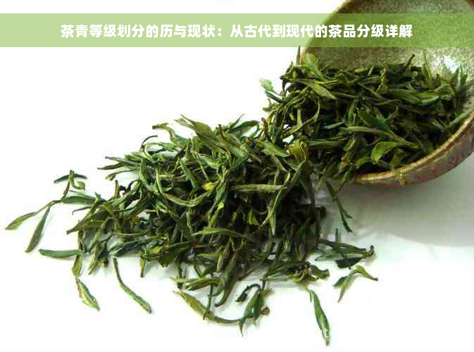 茶青等级划分的历与现状：从古代到现代的茶品分级详解