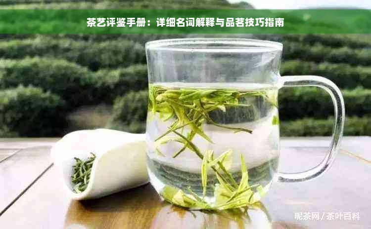 茶艺评鉴手册：详细名词解释与品茗技巧指南