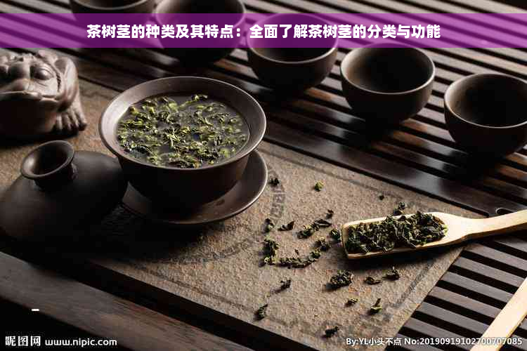 茶树茎的种类及其特点：全面了解茶树茎的分类与功能