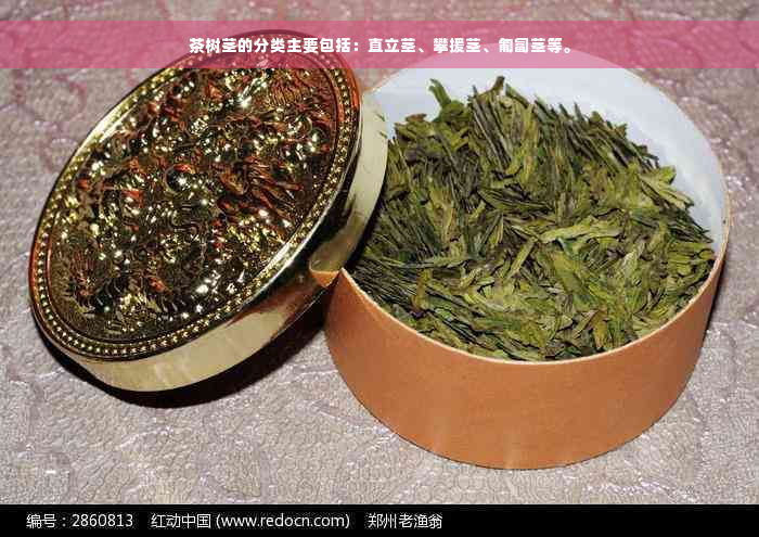 茶树茎的分类主要包括：直立茎、攀援茎、匍匐茎等。